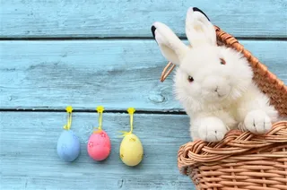 可爱的白色小兔子大图