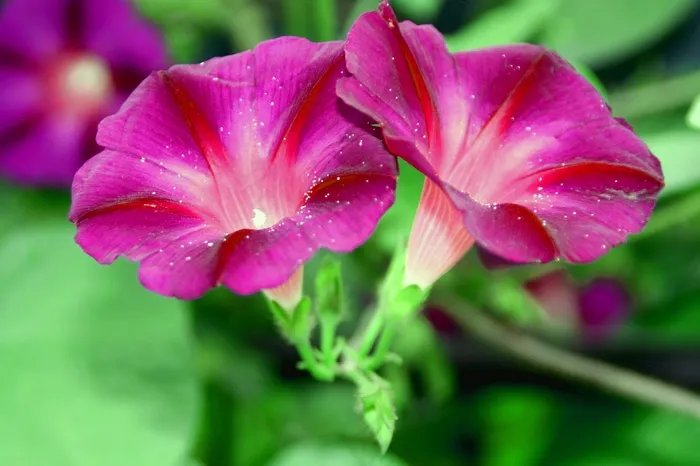 牵牛花高清图片