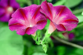 牵牛花高清图片