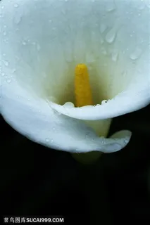 自然风景-白色花朵里的清新露水