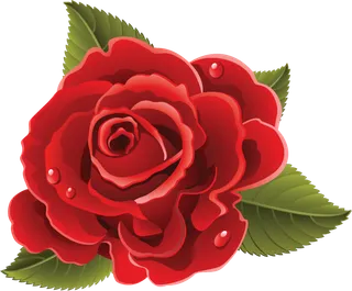 鲜花玫瑰免扣素材