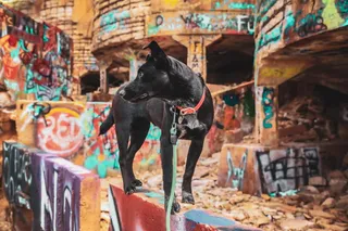 短毛纯黑土狗图片