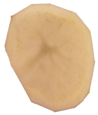 氧化洋芋地瓜马铃薯土豆切片免抠摄影元素素材