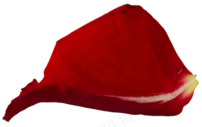 花瓣花朵免扣图片 