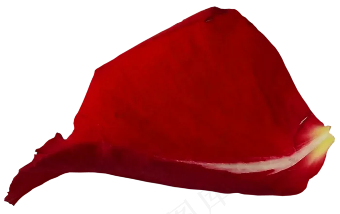 花瓣花朵免扣图片 