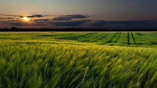 农作物唯美麦田风景高清摄影图片