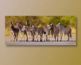 一群斑马群图片