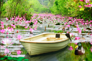 自然小湖荷花小船背景