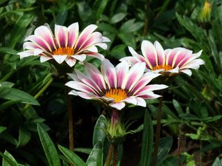 杂色菊开放图片