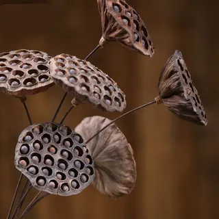 棕色桌面装饰莲蓬摄影