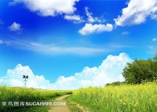 小路旁长满了油菜花图片素材