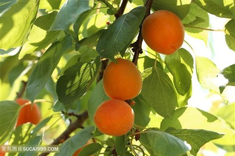食物素食水果杏