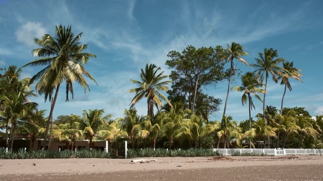 棕榈, 自然, 棕榈树, 假期, 国家, 热带, 天空