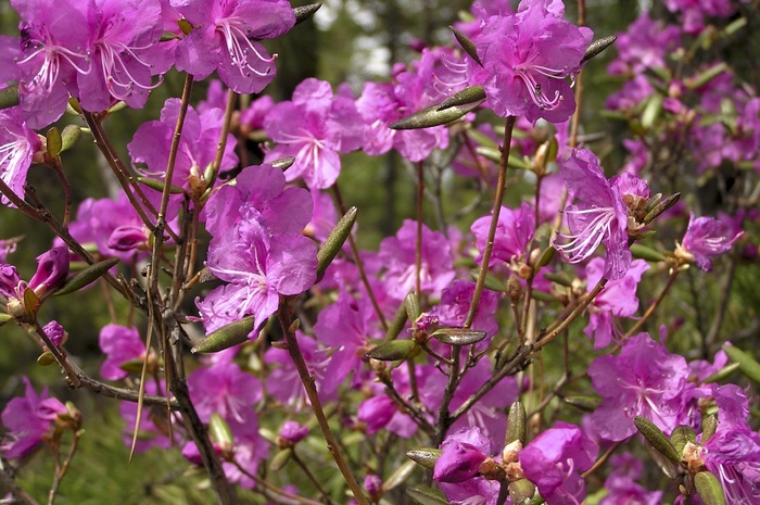 杜鹃花开放图片