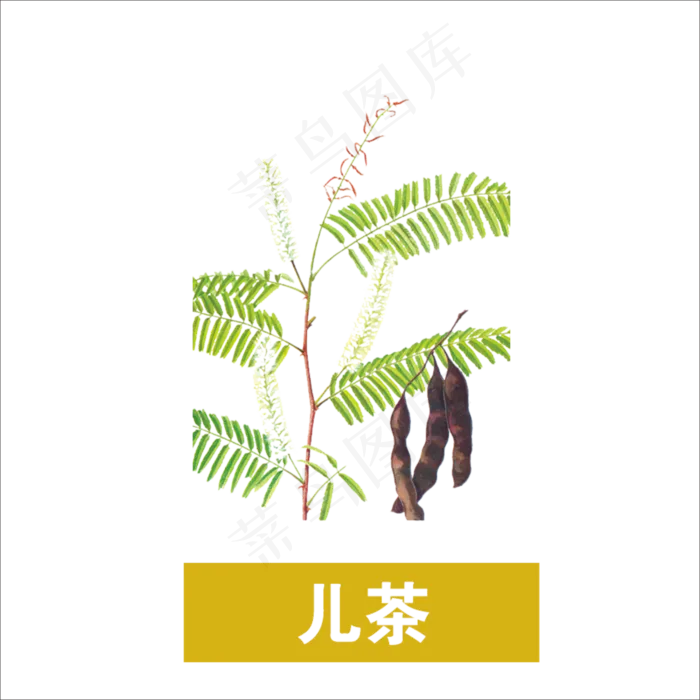 手绘草本中药药材儿茶