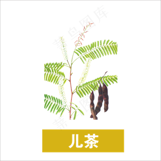 手绘草本中药药材儿茶