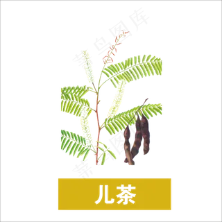 手绘草本中药药材儿茶