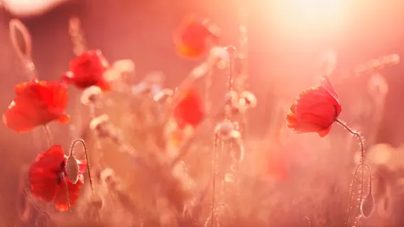 唯美高清红色花朵