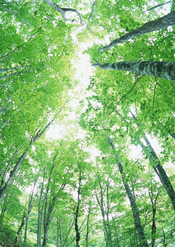 森林树木仰视素材