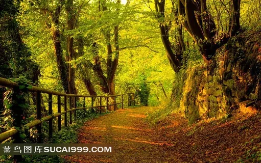 美丽的自然风景 美丽的自然风景
