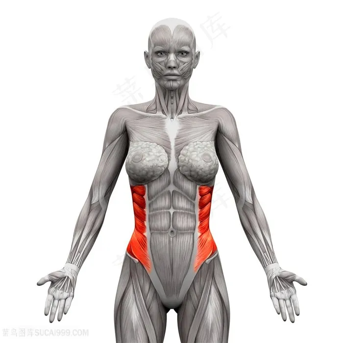 女性人体腰部肌肉透视图片人体器官图