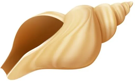 贝壳 PNG免抠(600x365)