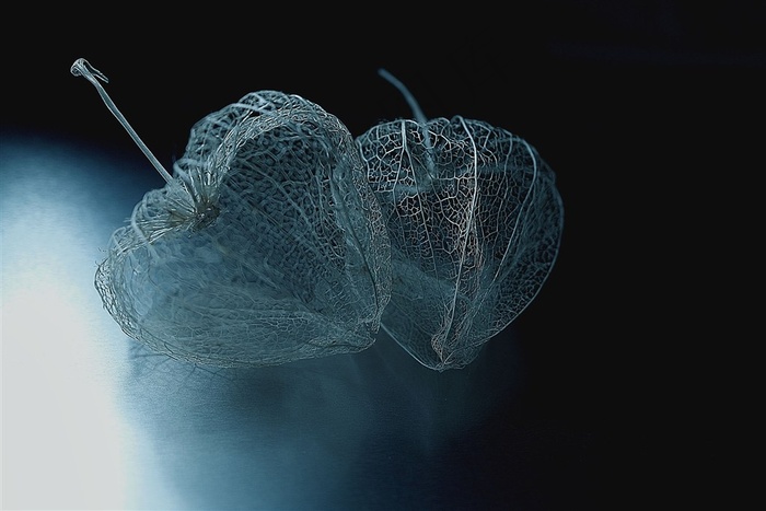 唯美高清鲜花摄影图片