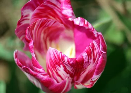 粉色鲜花浪漫花朵图片 粉色鲜花浪漫花朵图片