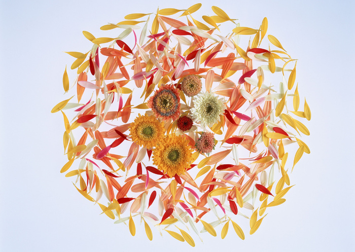 花团锦簇花瓣儿