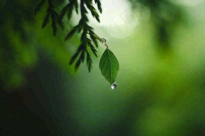 绿色树林里面下雨过后的松枝挂着水滴摄影图(1344x896)