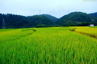 田园稻田风景素材