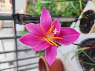 阳台上的花儿 长得真美 