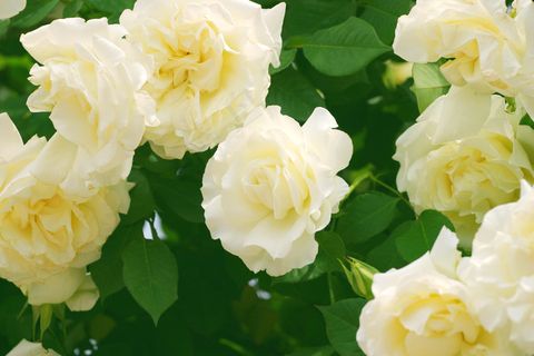 高清白玫瑰图片下载