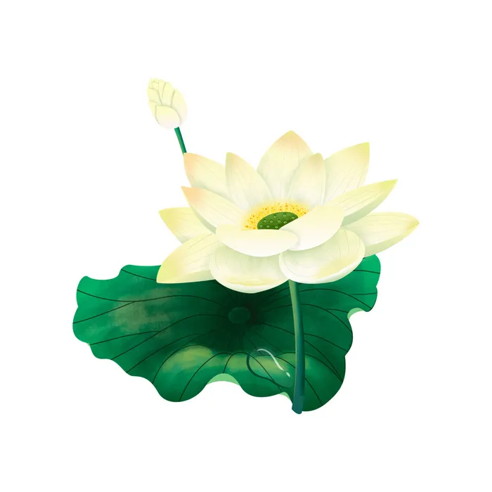 国潮中国风手绘荷花莲花荷叶莲藕植物花卉装饰插画PSD设计素材psd模版下载