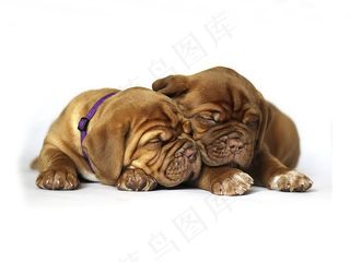 超萌斗牛犬图片