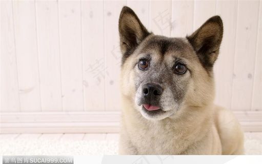 可爱的冰岛牧羊犬