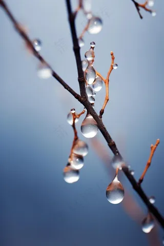冰冷露珠树枝背景