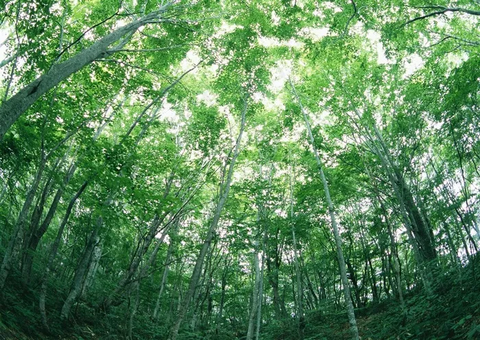 森林的树缝穿过的光春天风景图片素材