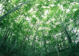 森林的树缝穿过的光春天风景图片素材