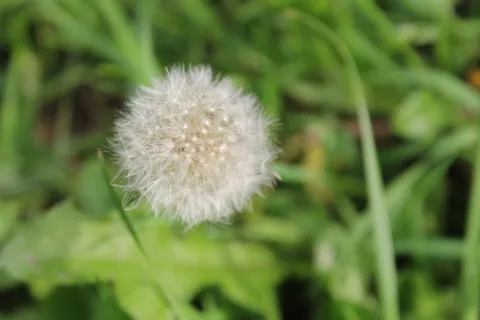 中药蒲公英图片 中药蒲公英图片