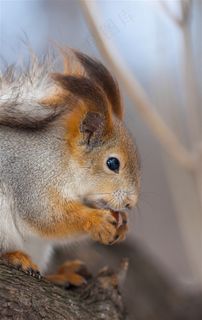 捧东西吃的小松鼠