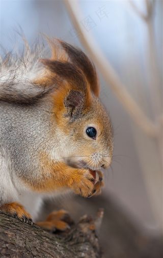 捧东西吃的小松鼠