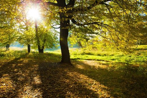 高清太阳穿透树枝风景图片