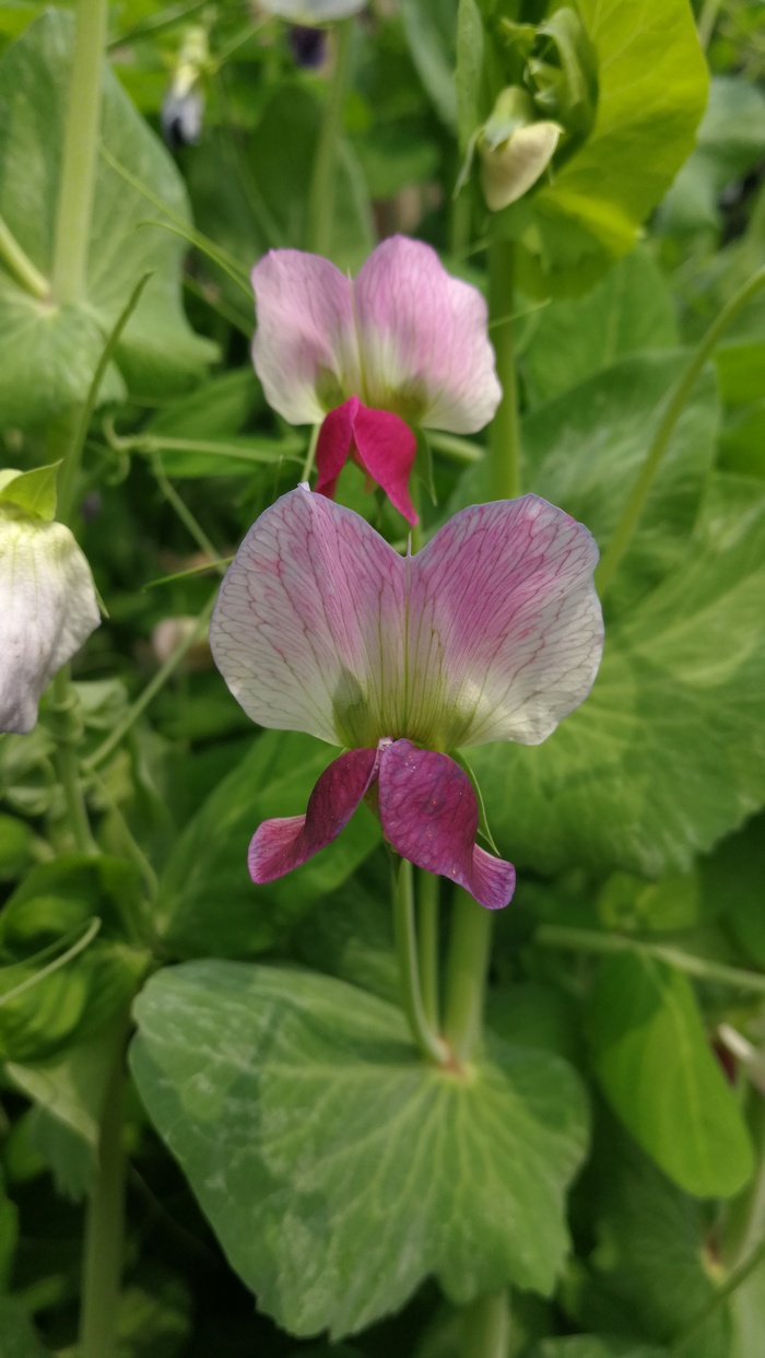 清新豌豆花苗 