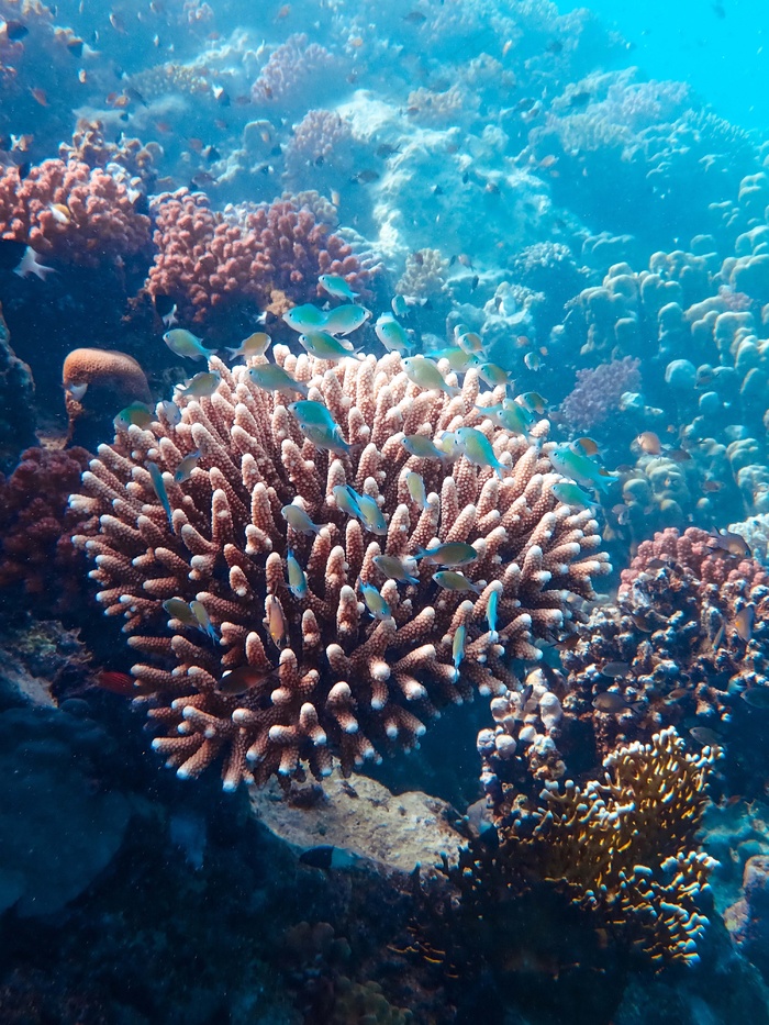 海底世界珊瑚图片