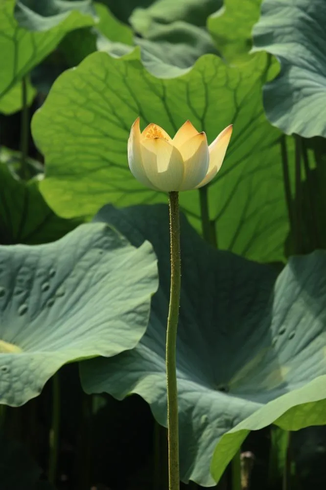 绿色简约节气清新意境背景(896x1344)
