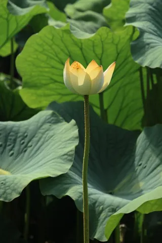 绿色简约节气清新意境背景