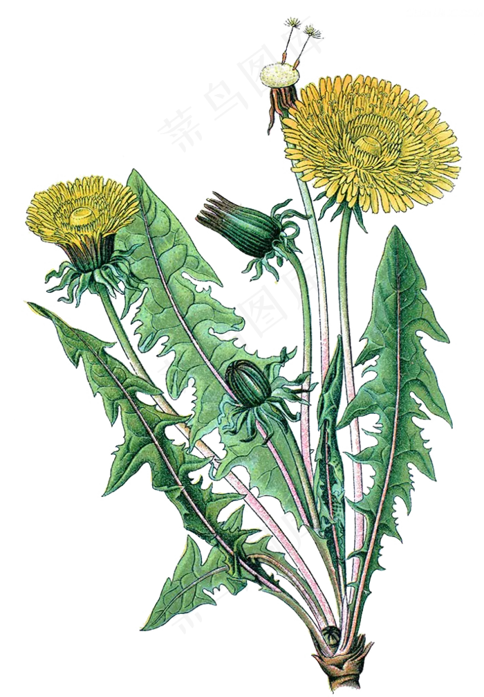 手绘草本中药药材
