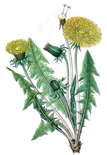 手绘草本中药药材