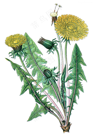 手绘草本中药药材